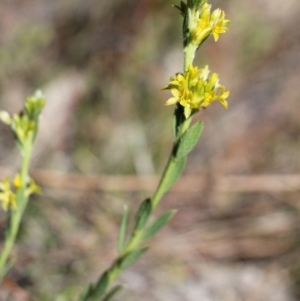 Pimelea curviflora var. sericea at Tuggeranong, ACT - 9 Oct 2023 08:31 AM