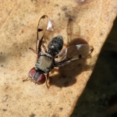 Pogonortalis doclea (Boatman fly) at Wodonga, VIC - 9 Oct 2023 by KylieWaldon