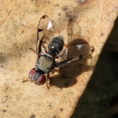 Pogonortalis doclea (Boatman fly) at Wodonga, VIC - 9 Oct 2023 by KylieWaldon