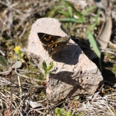 Trapezites phigalia at Tuggeranong, ACT - 9 Oct 2023