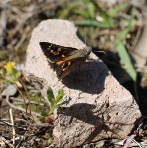 Trapezites phigalia at Tuggeranong, ACT - 9 Oct 2023