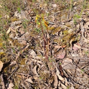 Diuris semilunulata at Tuggeranong, ACT - suppressed