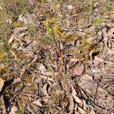 Diuris semilunulata (Late Leopard Orchid) at Tuggeranong, ACT - 8 Oct 2023 by LPadg