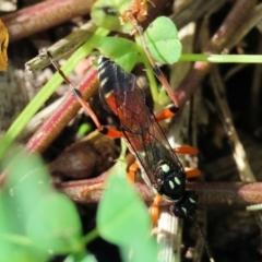 Unidentified Spider wasp (Pompilidae) at Wodonga, VIC - 8 Oct 2023 by KylieWaldon