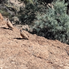 Geophaps plumifera (Spinifex Pigeon) at Corfield, QLD - 31 Jul 2023 by LyndalT