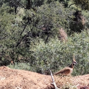 Geophaps plumifera at Corfield, QLD - 31 Jul 2023