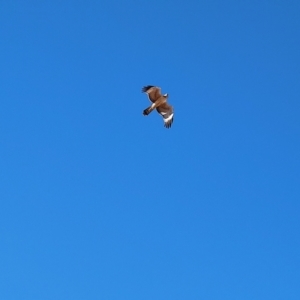 Hieraaetus morphnoides at Corfield, QLD - suppressed