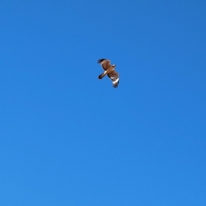Hieraaetus morphnoides at Corfield, QLD - suppressed
