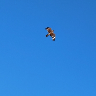 Hieraaetus morphnoides (Little Eagle) at Corfield, QLD - 31 Jul 2023 by LyndalT