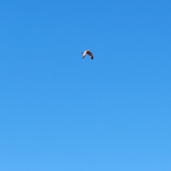 Hieraaetus morphnoides at Corfield, QLD - suppressed