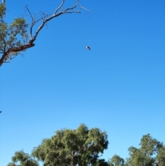Hieraaetus morphnoides at Corfield, QLD - 31 Jul 2023