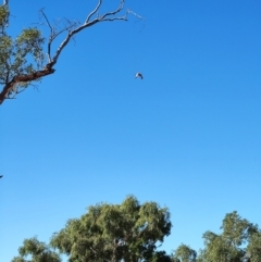 Hieraaetus morphnoides at Corfield, QLD - suppressed