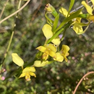 Diuris nigromontana at Canberra Central, ACT - 30 Sep 2023