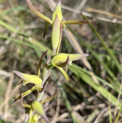 Lyperanthus suaveolens (Brown Beaks) at Canberra Central, ACT - 30 Sep 2023 by NedJohnston