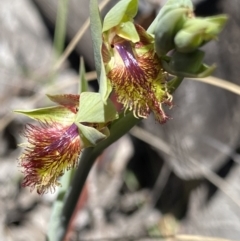 Calochilus montanus (Copper Beard Orchid) at Black Mountain - 30 Sep 2023 by Ned_Johnston