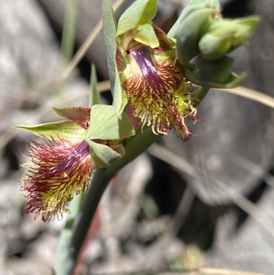 Calochilus montanus (Copper Beard Orchid) at Black Mountain - 30 Sep 2023 by Ned_Johnston