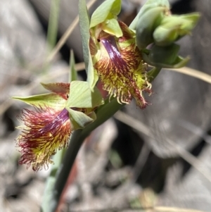 Calochilus montanus at Canberra Central, ACT - 30 Sep 2023