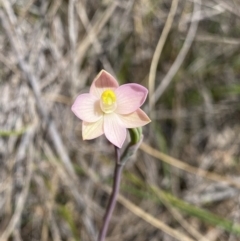 Thelymitra carnea (Tiny Sun Orchid) at Black Mountain - 30 Sep 2023 by Ned_Johnston