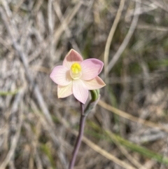 Thelymitra carnea (Tiny Sun Orchid) at Canberra Central, ACT - 30 Sep 2023 by NedJohnston