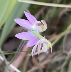 Caladenia carnea (Pink Fingers) at Tantawangalo, NSW - 30 Sep 2023 by Ned_Johnston