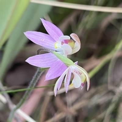 Caladenia carnea (Pink Fingers) at Tantawangalo, NSW - 30 Sep 2023 by NedJohnston