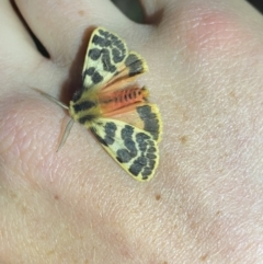 Unidentified Tiger moth (Arctiinae) at Tantawangalo, NSW - 30 Sep 2023 by Ned_Johnston