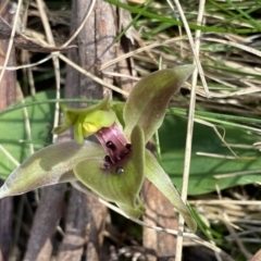 Chiloglottis valida (Large Bird Orchid) at Glen Allen, NSW - 1 Oct 2023 by NedJohnston