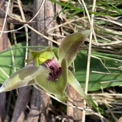 Chiloglottis valida (Large Bird Orchid) at Glen Allen, NSW - 1 Oct 2023 by Ned_Johnston