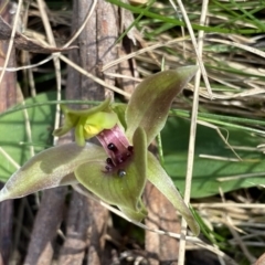Chiloglottis valida (Large Bird Orchid) at Glen Allen, NSW - 1 Oct 2023 by Ned_Johnston