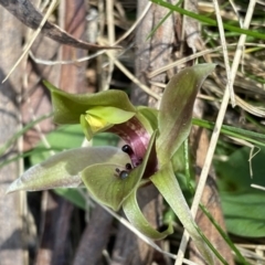 Chiloglottis valida at Glen Allen, NSW - suppressed