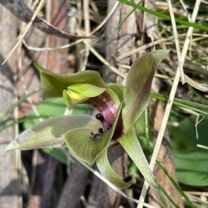 Chiloglottis valida at Glen Allen, NSW - 1 Oct 2023