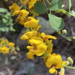 Goodia lotifolia (Golden Tip) at Glen Allen, NSW - 1 Oct 2023 by NedJohnston