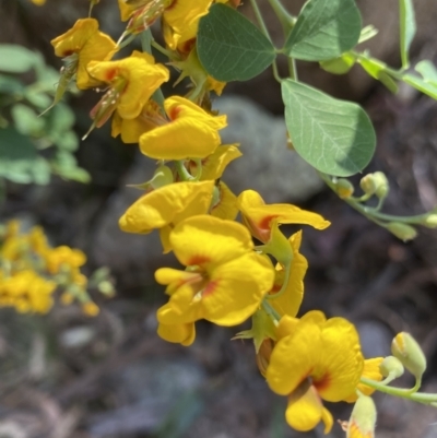 Goodia lotifolia (Golden Tip) at Glen Allen, NSW - 1 Oct 2023 by NedJohnston