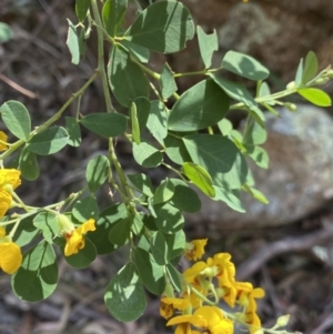 Goodia lotifolia at Glen Allen, NSW - 1 Oct 2023
