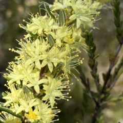 Leionema phylicifolium (Mountain Phebalium) at Nunnock Swamp - 1 Oct 2023 by NedJohnston