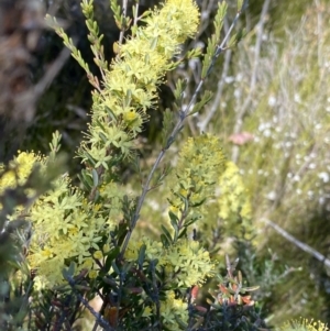 Leionema phylicifolium at Glen Allen, NSW - 1 Oct 2023 01:24 PM