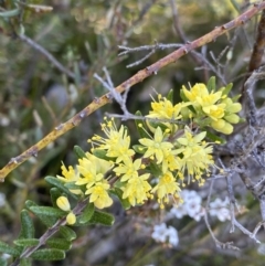 Leionema phylicifolium at Glen Allen, NSW - 1 Oct 2023