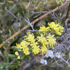 Leionema phylicifolium at Glen Allen, NSW - 1 Oct 2023