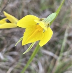 Diuris amabilis (Large Golden Moth) at Turallo Nature Reserve - 2 Oct 2023 by Ned_Johnston