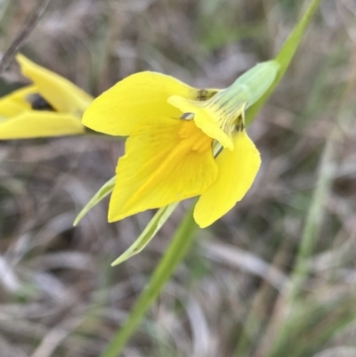 Diuris amabilis (Large Golden Moth) at Bungendore, NSW - 2 Oct 2023 by Ned_Johnston