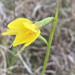 Diuris amabilis at Bungendore, NSW - suppressed