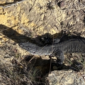 Varanus rosenbergi at Sassafras, NSW - 3 Oct 2023