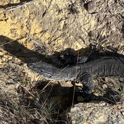 Varanus rosenbergi (Heath or Rosenberg's Monitor) at Morton National Park - 3 Oct 2023 by NedJohnston