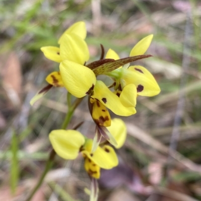 Diuris sulphurea (Tiger Orchid) at Vincentia, NSW - 3 Oct 2023 by Ned_Johnston