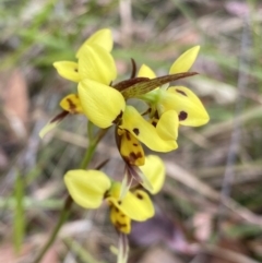 Diuris sulphurea (Tiger Orchid) at Vincentia, NSW - 3 Oct 2023 by Ned_Johnston