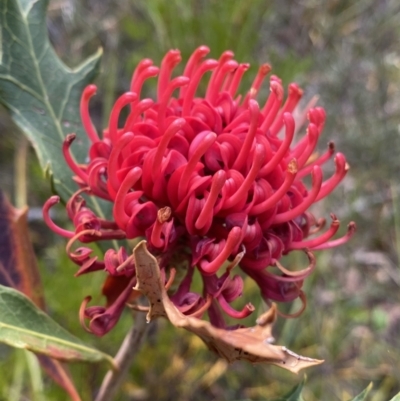 Telopea speciosissima (NSW Waratah) at Hyams Beach, NSW - 3 Oct 2023 by Ned_Johnston