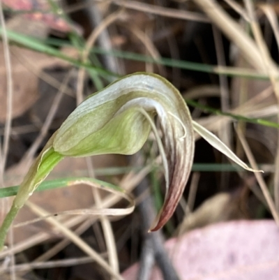 Pterostylis baptistii (King Greenhood) at Huskisson, NSW - 3 Oct 2023 by Ned_Johnston