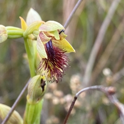 Calochilus campestris (Copper Beard Orchid) at Vincentia, NSW - 3 Oct 2023 by Ned_Johnston