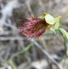 Calochilus paludosus (Strap Beard Orchid) at Jervis Bay National Park - 3 Oct 2023 by NedJohnston