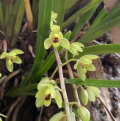 Cymbidium suave (Snake Orchid) at Saint Georges Basin, NSW - 4 Oct 2023 by NedJohnston
